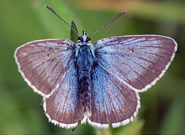 papillon-azure-geranium1.png