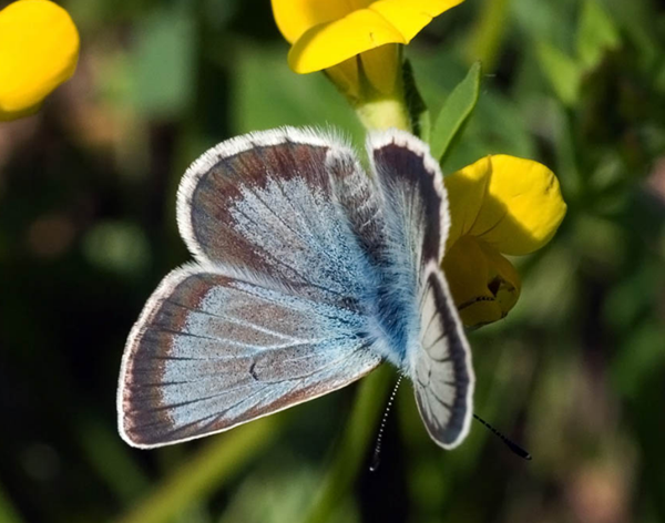 papillon-azure-geranium2.png