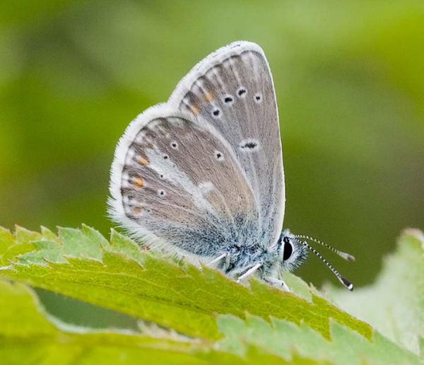 papillon-azure-geranium3.png
