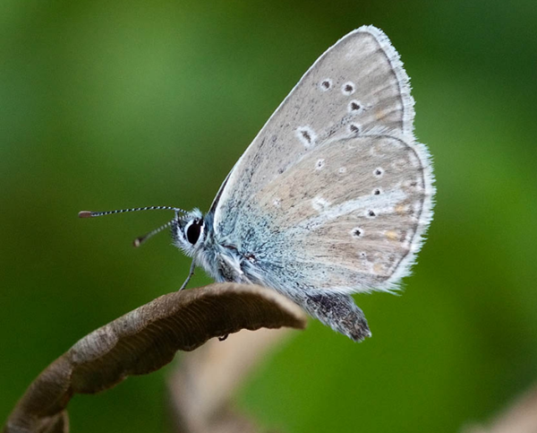 papillon-azure-geranium5.png