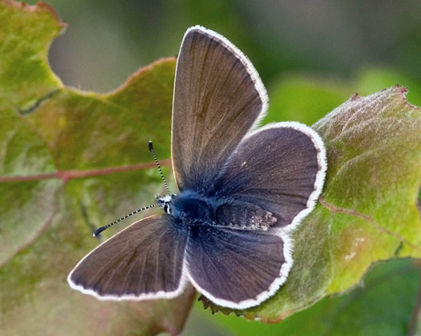 papillon-azure-geranium6.png
