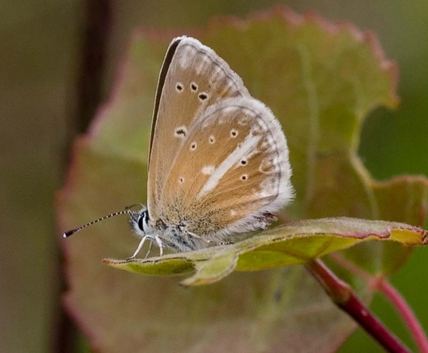 papillon-azure-geranium7.png