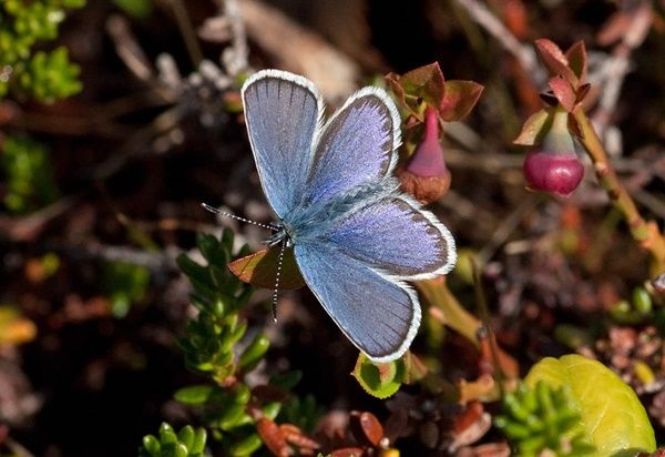 papillon-bleu-nordique-photo2.jpg