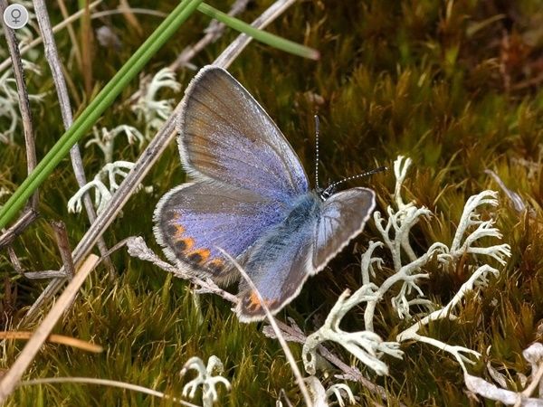 papillon-bleu-nordique-photo3.jpg