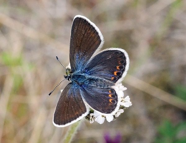 papillon-bleu-nordique-photo4.jpg