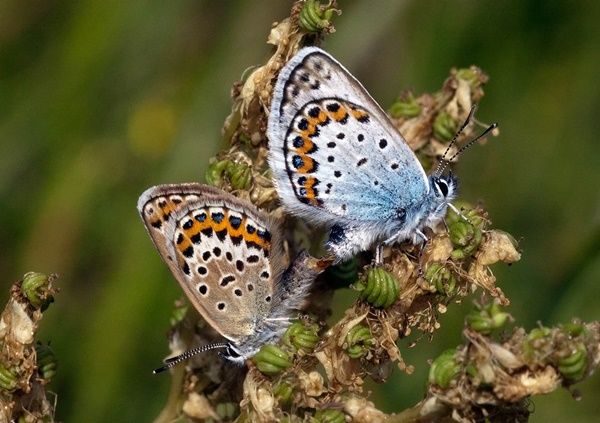 papillon-bleu-nordique-photo5.jpg