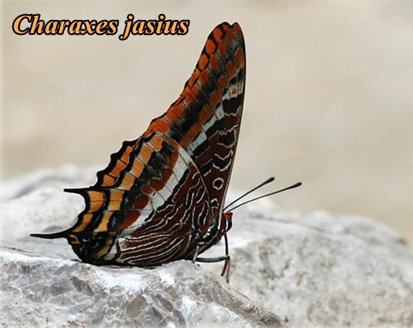 papillon-charaxes-jasius.png