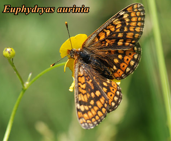 papillon-euphydryas-aurinia.png
