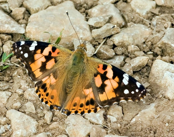 papillon-femme1.png