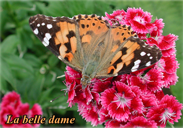 papillon-la-belle-dame.png