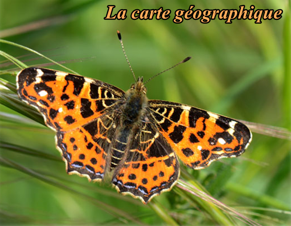 papillon-la-carte-geographique.png