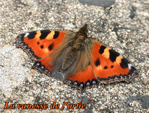 papillon-la-vanesse-de-l-ortie.png