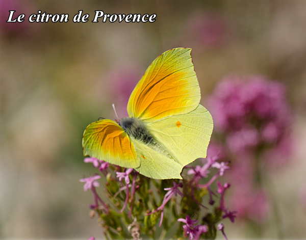 papillon-le-citron-de-provence.png