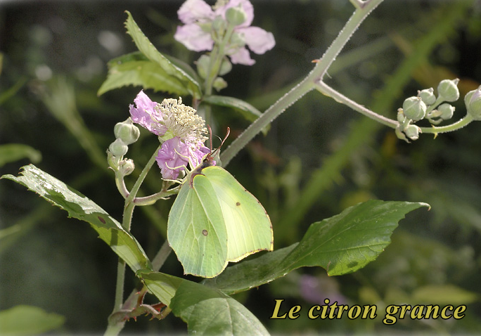 papillon-le-citron-grance.png