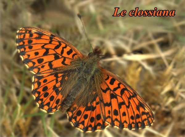 papillon-le-clossiana.png