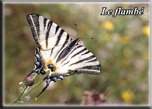 papillon-le-flambe-france.png