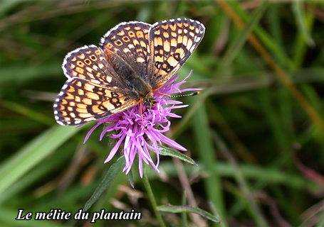 papillon-le-melitee-du-plantain-acc.png
