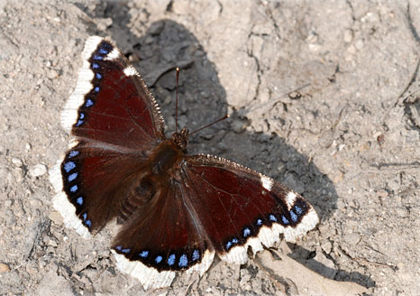 papillon-le-morio.png