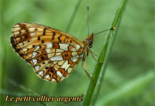 papillon-le-petit-collier-argente.png