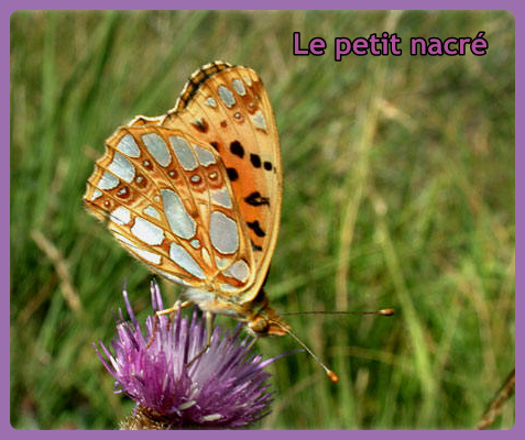 papillon-le-petit-nacre-acc.png