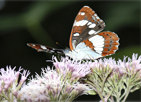 papillon-le-petit-sylvain.png