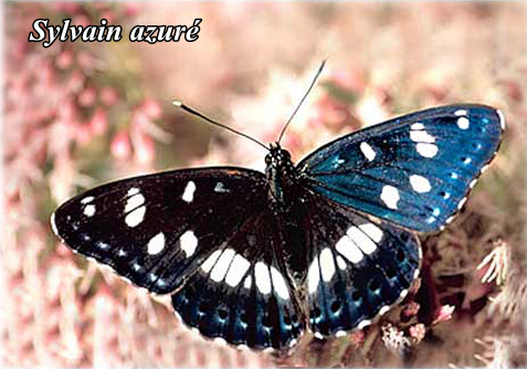 papillon-le-sylvain-azure-acc.png