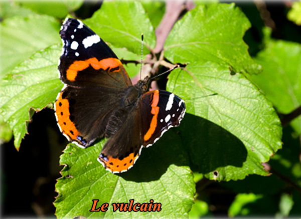 papillon-le-vulcain.png