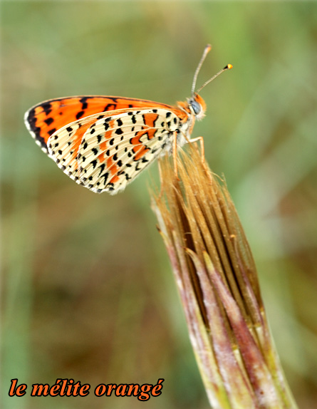 papillon-melite-orange-acc.png