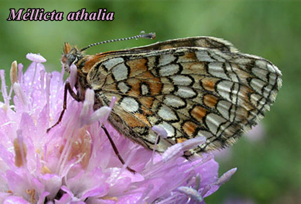 papillon-mellicta-athalia.png