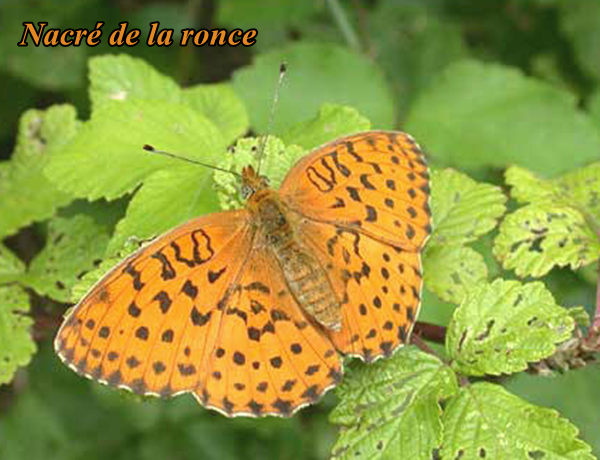 papillon-nacre-de-la-ronce-acc.png
