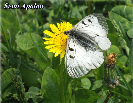 papillon-semi-apolon-france.png