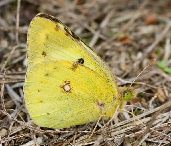 papillon-soufre-photo.png