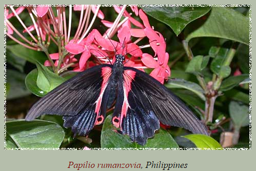 papillon7.png