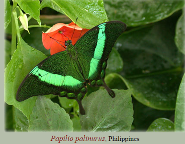 papillon8.png