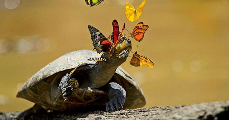 papillons-et-tortue-photo1.jpg