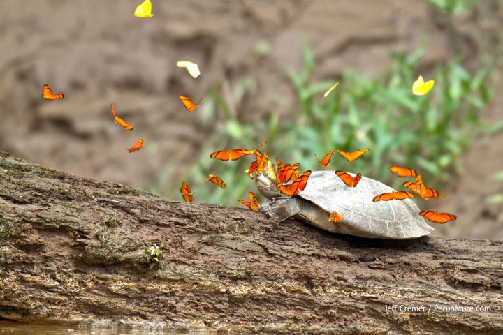 papillons-et-tortue-photo2.jpg