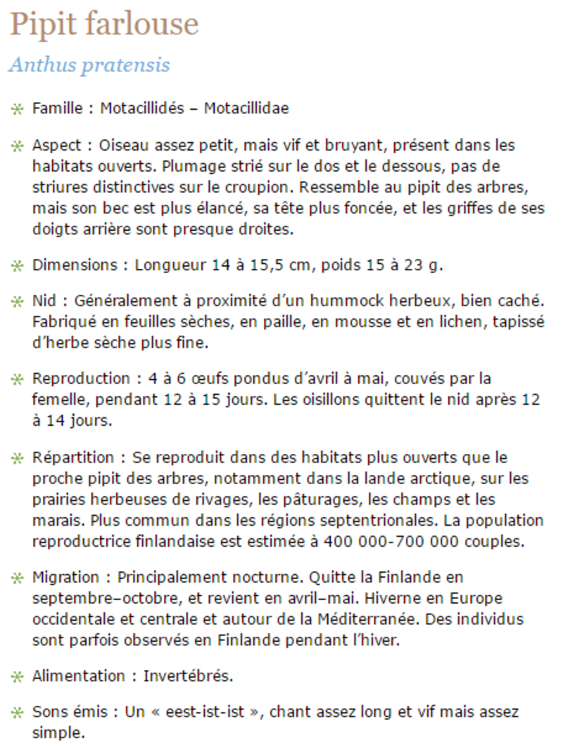 pipit-texte1.png