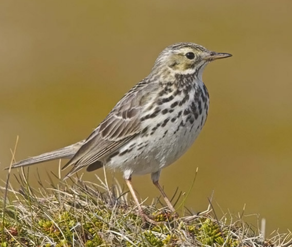 pipit2.png