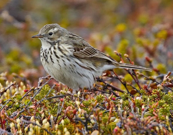 pipit3.png