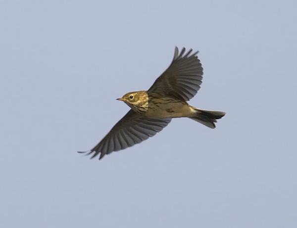 pipit4.png