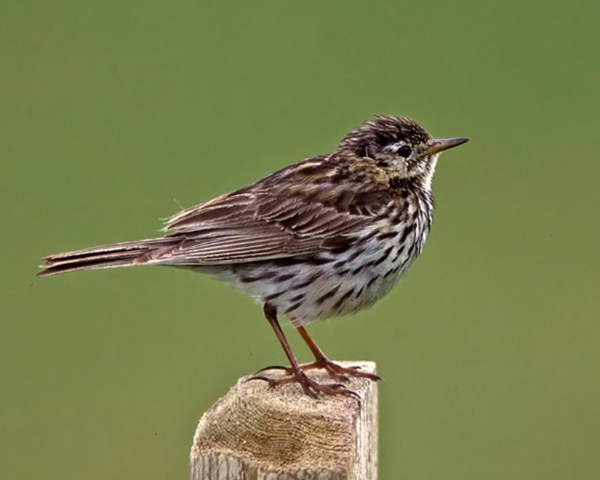 pipit5.png