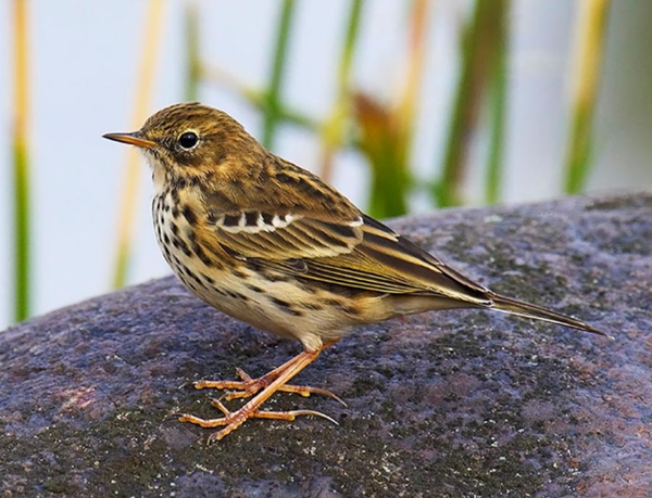pipit6.png