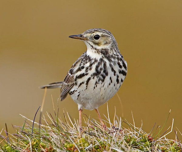 pipit7.png