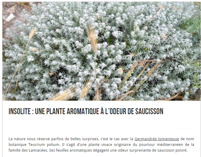 plante-saucisson.png