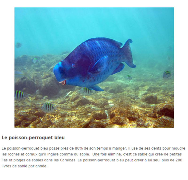 poisson-perroquet-bleu.png