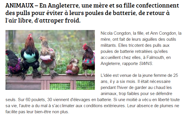poules-pull-photo-texte.png