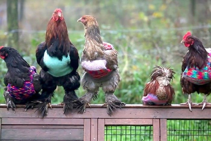 poules-pull-photo.jpg