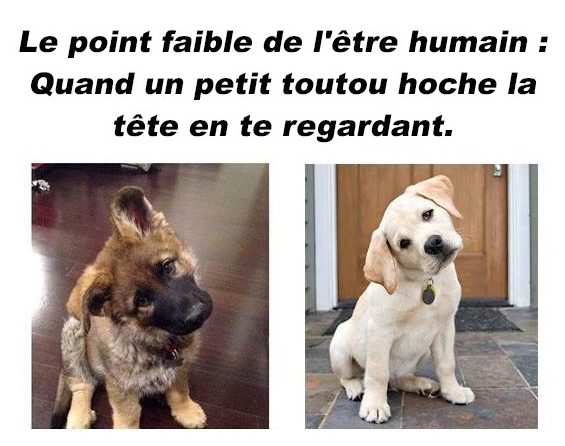 regard-chien.png