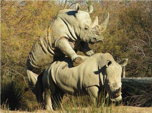 rhinoceros-blanc.jpg