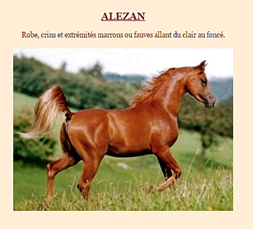 robe-cheval3.png